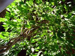 A photo of my braided Ficus Benjamina